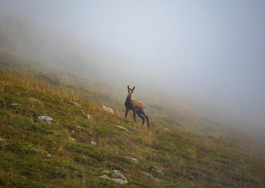 A chamois standing on a misty grassy mountain slope with scattered rocks