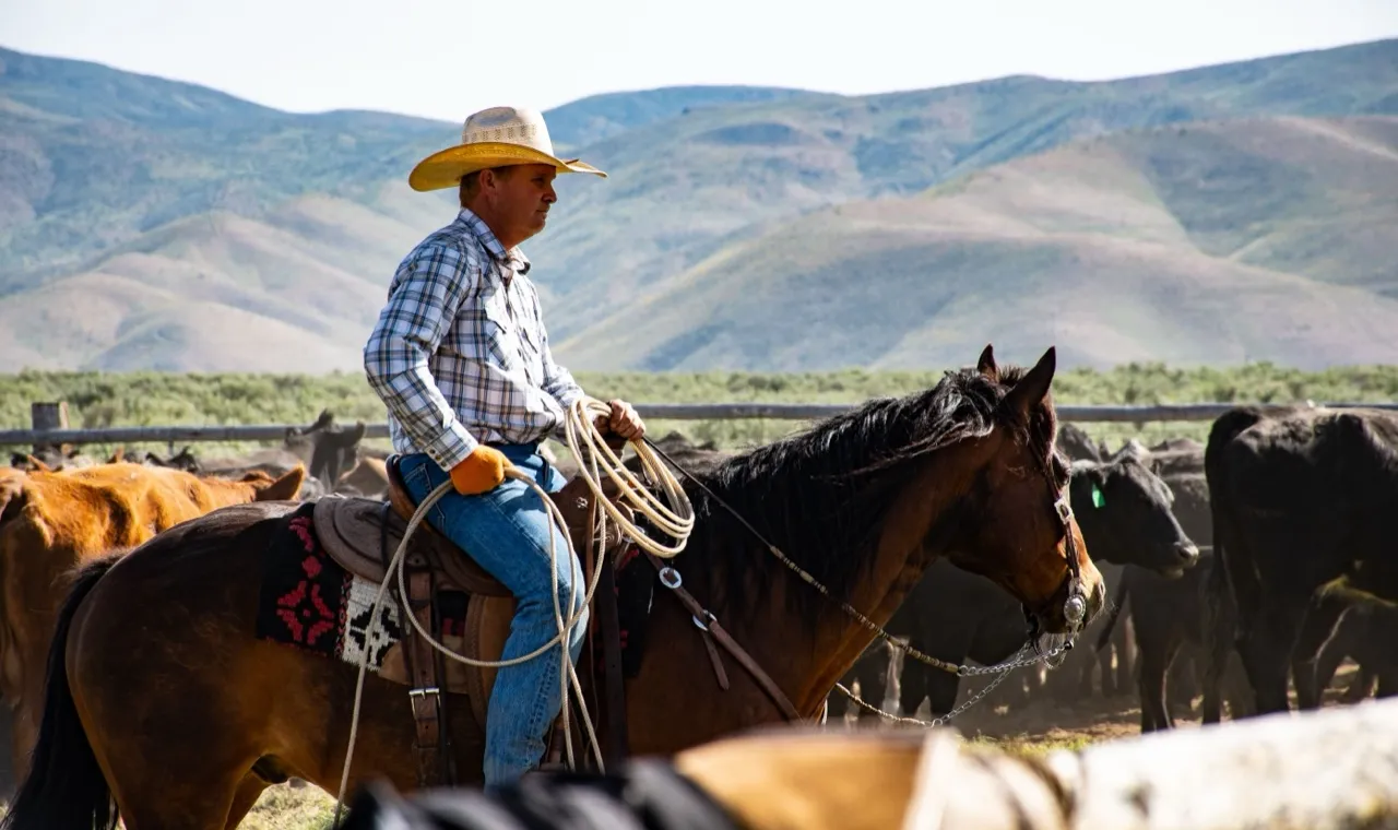 A cowboy in a straw hat with a coiled rope sitting a bay horse among black and red cattle, dry hills behind