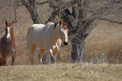 A pale dun horse walking through dry winter pasture with a red roan companion behind, bare trees beyond