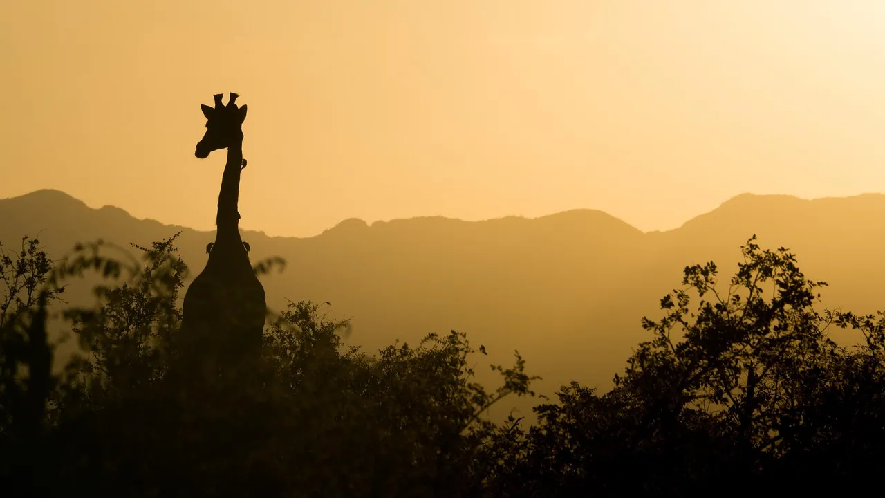 A giraffe in silhouette against an orange dusk over rolling hills