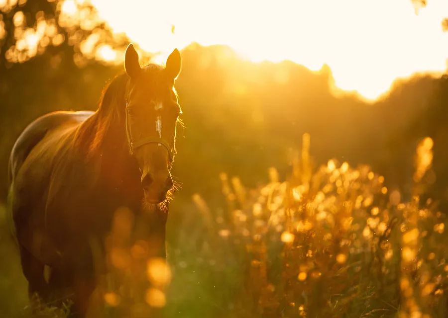 A chestnut horse standing in long grass at sunset, backlit, head and neck at its own natural height