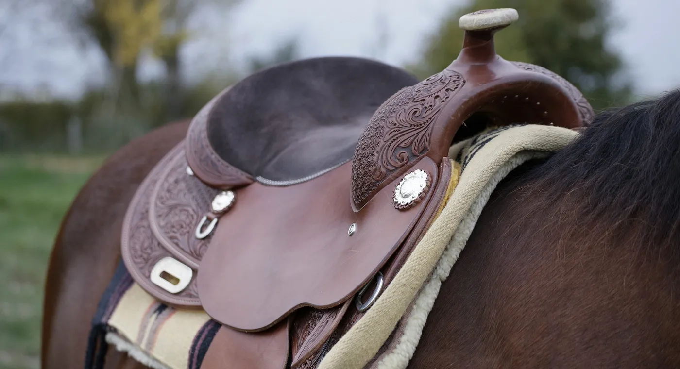 A close head study of a horse looking toward the camera