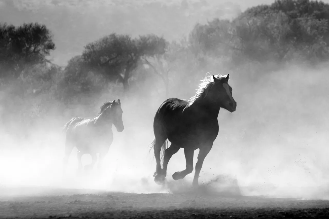 Two loose horses running through a cloud of dust, in black and white