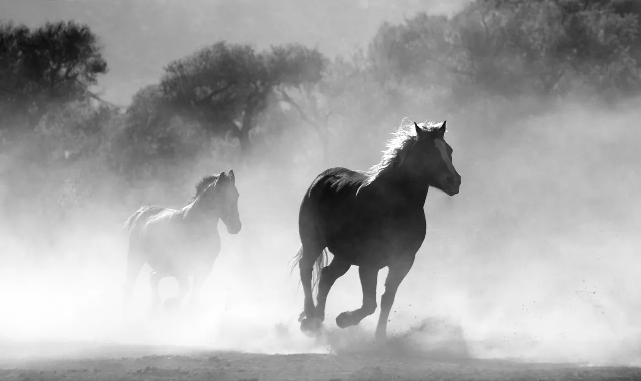 Two dark horses running through dust in black and white, trees dissolving into haze behind them