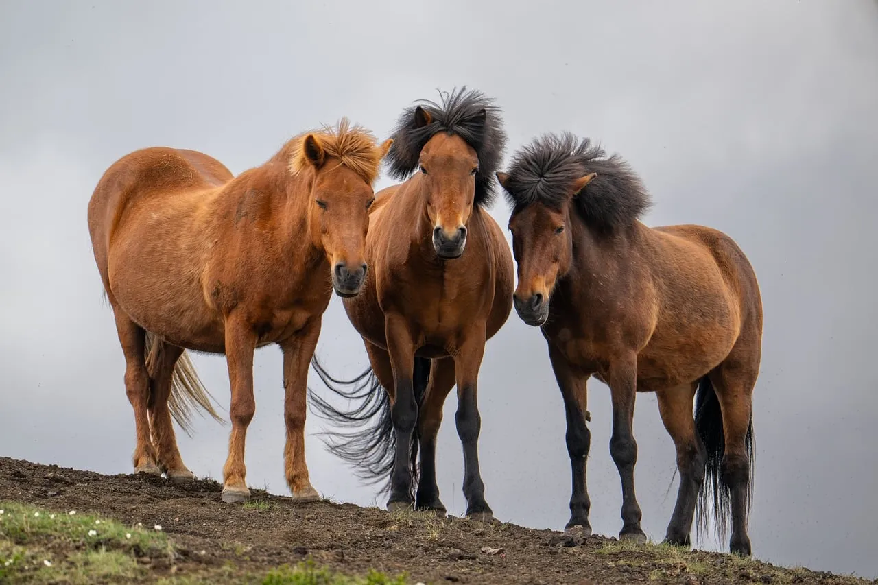 Three bay Icelandic horses standing side by side on a ridge, looking straight at the camera under a heavy grey sky
