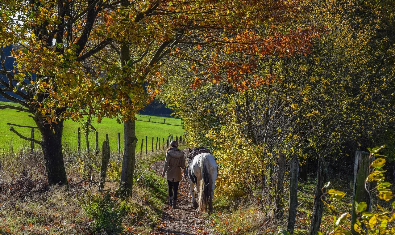 A woman in a coat leading a grey and white horse down a narrow wooded path in autumn, with a green field visible through the trees
