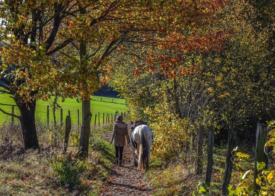 A woman in a coat leading a grey and white horse down a narrow wooded path in autumn, with a green field visible through the trees