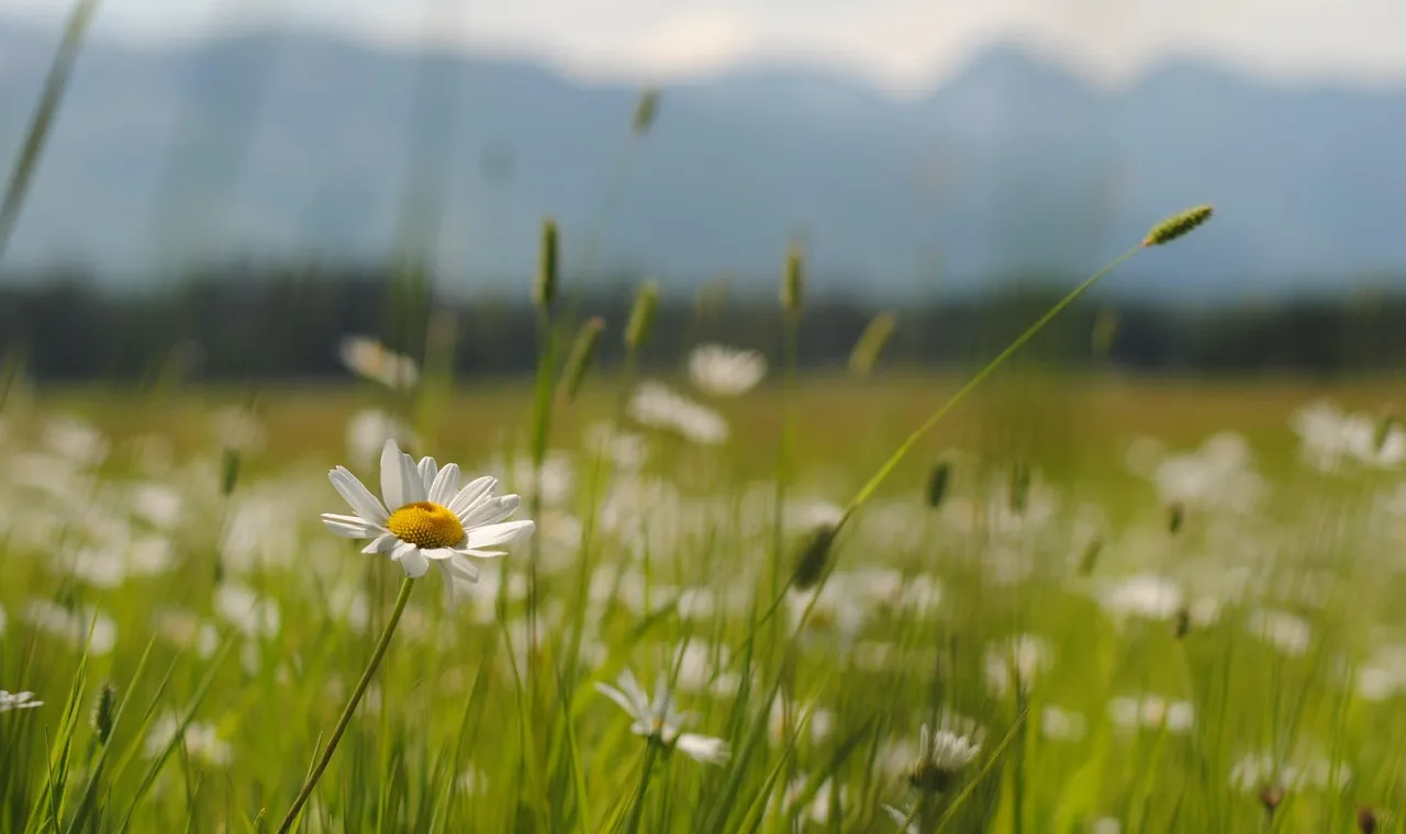 Ox-eye daisies in long grass with a blurred mountain range behind under a pale sky