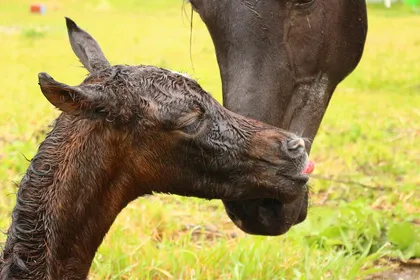 A wet newborn chestnut foal being nuzzled by its dark mother on grass