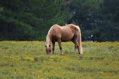 A golden palomino with a pale mane and tail grazing in a meadow of small yellow flowers, dark pines behind