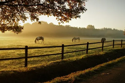 Horses grazing in mist behind a wooden post-and-rail fence at dawn, an oak overhanging from the left
