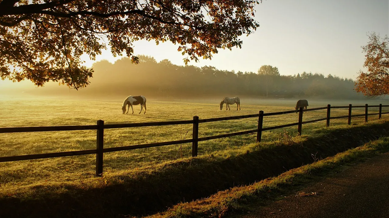 Horses grazing in mist behind a wooden post-and-rail fence at dawn, an oak overhanging from the left