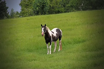 A black and white pinto horse with a blaze standing in a sloping green meadow, trees behind