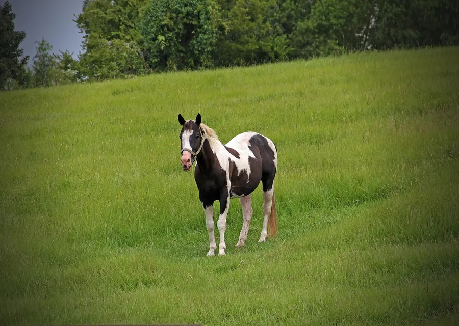 A black and white pinto horse with a blaze standing in a sloping green meadow, trees behind