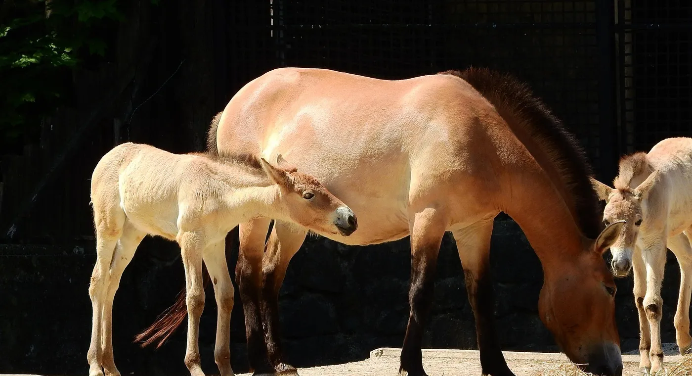 A stocky dun Przewalski's horse standing in short grass