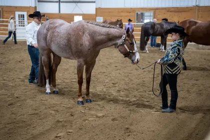 A red roan Quarter Horse standing square for a young handler in a black hat at an indoor halter class