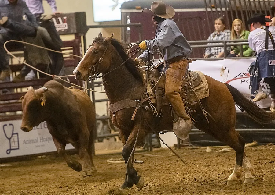 A roper in chaps on a bay horse leaning forward with his rope thrown, a brown steer running ahead of him in an indoor arena