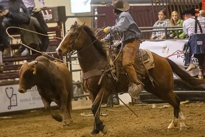 A roper in chaps on a bay horse leaning forward with his rope thrown, a brown steer running ahead of him in an indoor arena