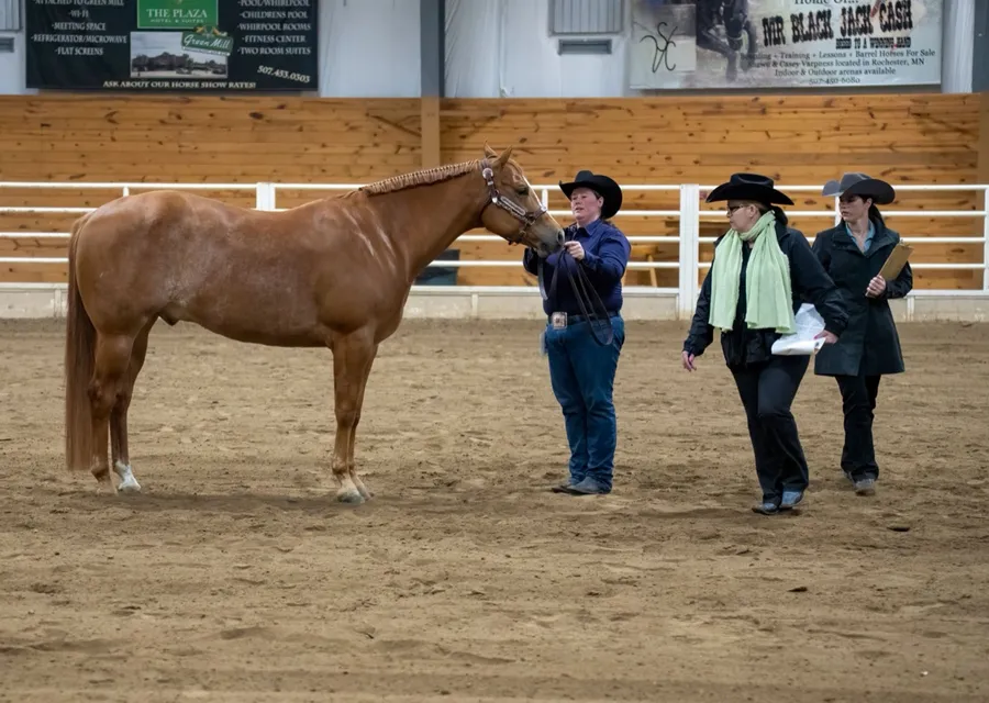 Two judges in black hats walking round a sorrel Quarter Horse held by its handler at an indoor halter class