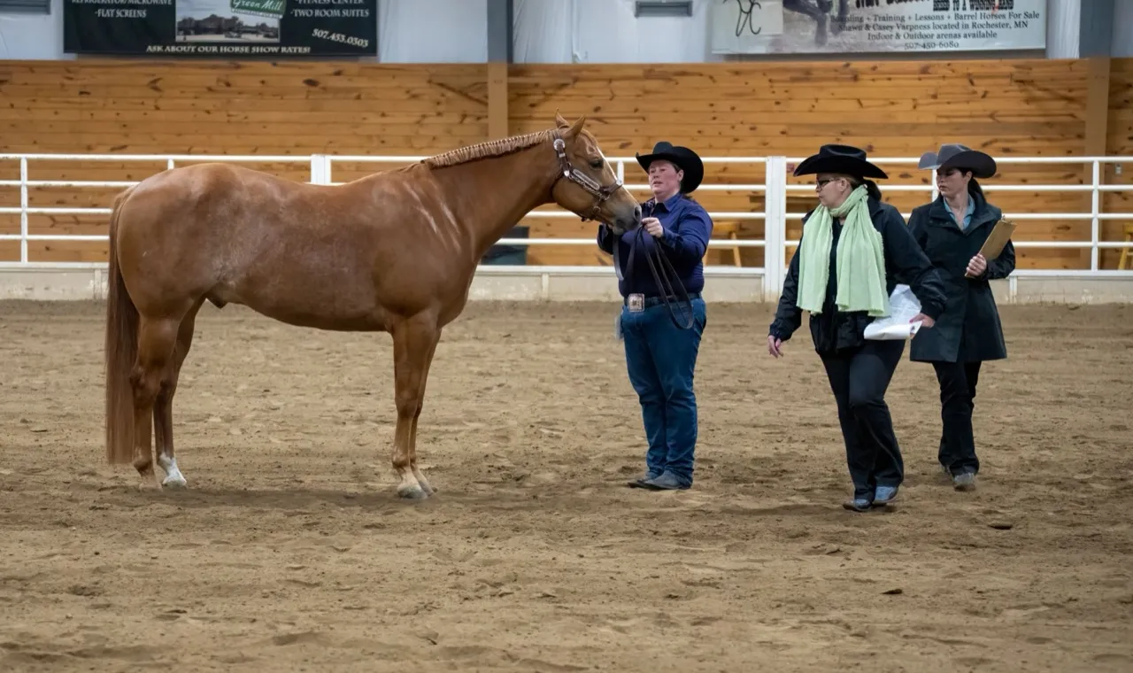 Two judges in black hats walking round a sorrel Quarter Horse held by its handler at an indoor halter class